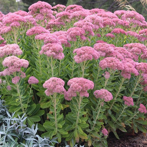 Sedum autumn joy - autumn, stonecrop