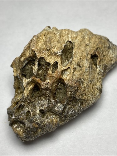 Rex fossil bone - rex,