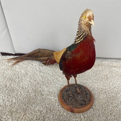 Stunning golden pheasant - golden,