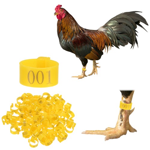 100 pack chickens - 100-pack, bands