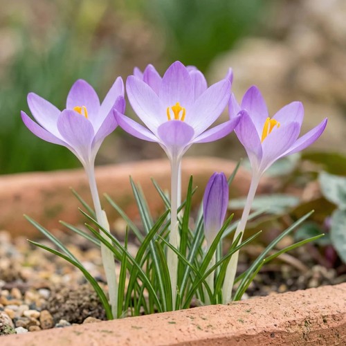 Crocus tommasinianus corms x50 - crocus,
