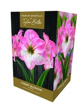 Amaryllis Gift Box - Cherry