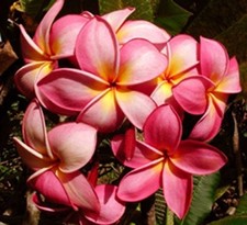 5 Fresh Seeds Frangipani