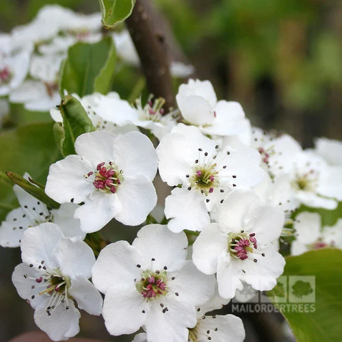 Pyrus chanticleer ornamental - pyrus,