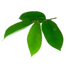 Dried SourSop Leaves Graviola
