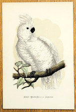 Antique Parrot Print GREAT