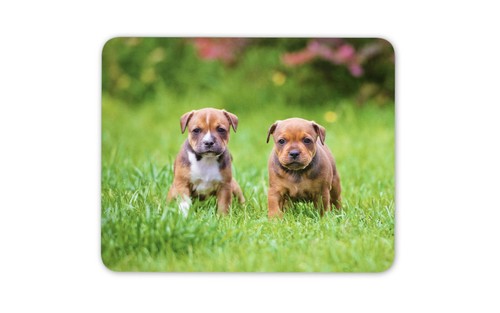 Cute staffy puppies - puppies, mat