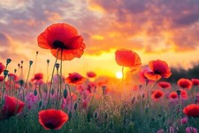 Sunset Poppy Field Flower