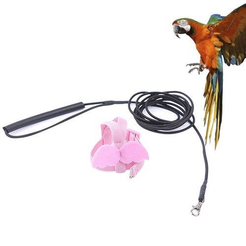 Bird parrot flying rope - bird,