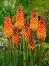 Kniphofia Red Hot Poker Plant