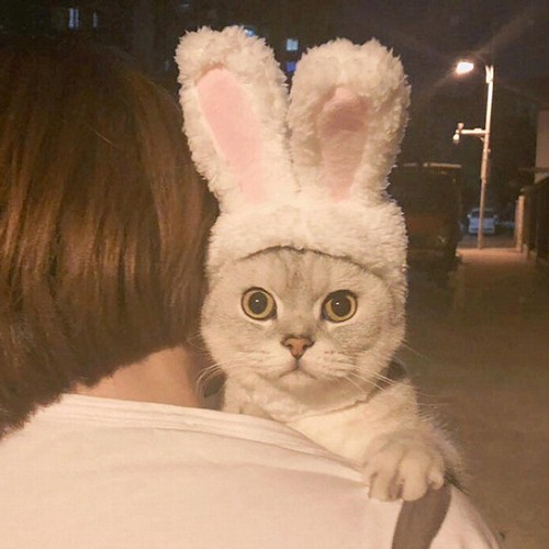Dog cat headwear clothes - cat,