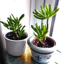 Money tree Jade Crassula Ovata