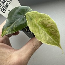 Alocasia Azlanii Gold Aurea Variegata  - Very rare variegated Plant 11AAG02