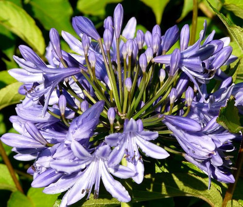 Lily the nile agapanthus - lily,