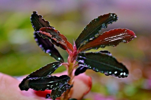 Bucephalandra species live - species,