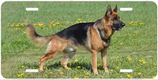 German Shephard dog Field