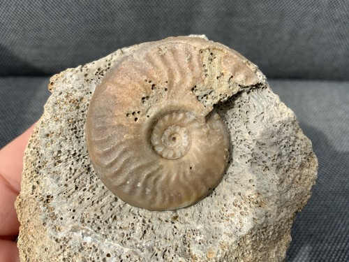 Harpoceras falciferum jurassic - harpoceras,