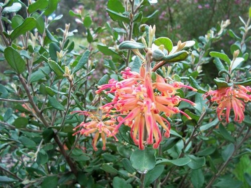Grevillea miqueliana moroko - grevillea,