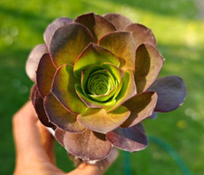 Rare Aeonium Metallic Rose Rooted 8cm Width  Succulent Plant UK