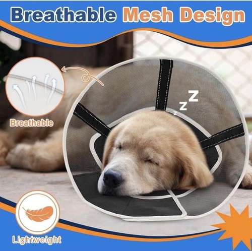 Dog cone elizabethan - dog,