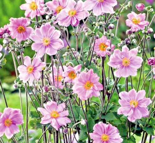 Anemone königin charlotte - 2, x