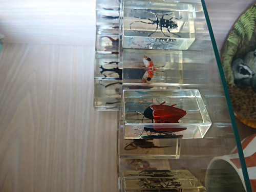 Real preserved insects - 43,