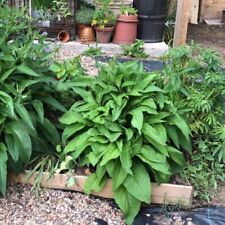 Comfrey Bare Roots - Hardy