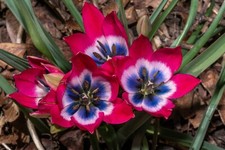 10x Tulip LITTLE BEAUTY Spring
