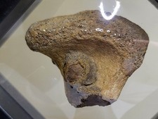 Edmontosaurus Ankle/Heel Bone