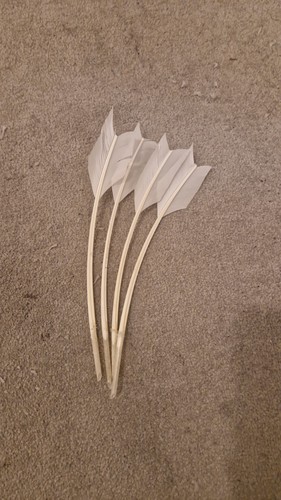 Feather quills - feather,