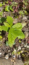 English Oak Tree Saplings 10