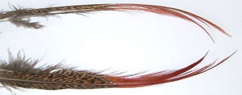 Veniard golden pheasant red - golden,