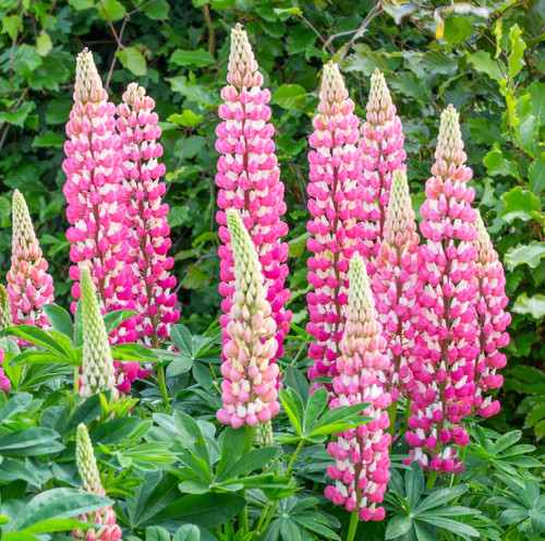 Lupin pink the - lupin, |