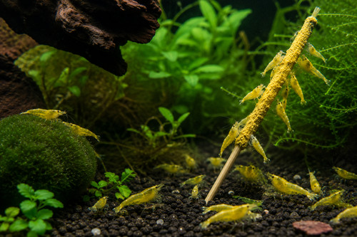 Bee pollen gold shrimp - bee, gold™