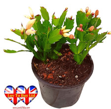 Christmas Cactus White &  Pink