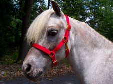 Miniature Horse Adjustable