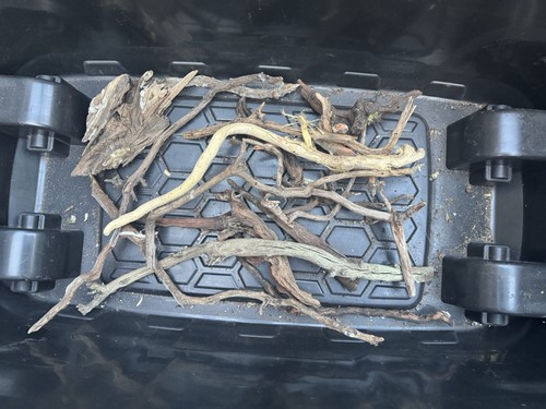Bogwood spider wood corbo root - corbo,