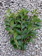 Stick leaf insect food - stick/leaf, - 