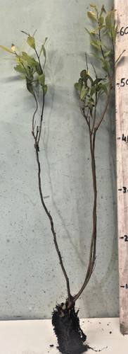 Myrica gale bog myrtle - bog,