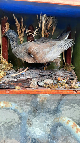Taxidermy moore hen - ,