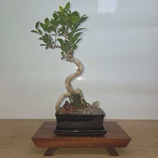 Ficus Microcarpa (Banyan Fig)