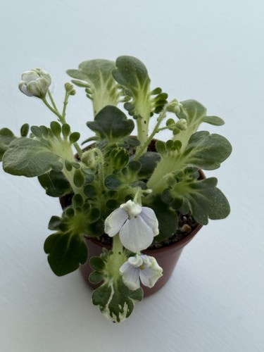 Rare african violet - rare,