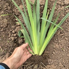  Sisyrinchium Striatum Plants /Satin Flower Yellow Eyed Grass  Cottage Perennial