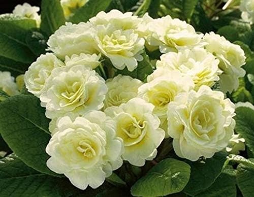 Double primrose primula - primrose,