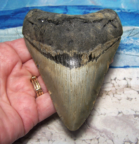 Megalodon shark tooth - 4, 1/8"