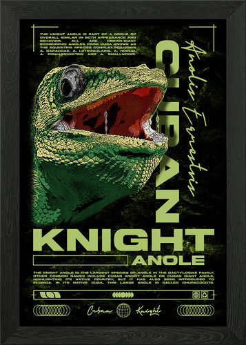 Cuban knight anole reptile - anole,