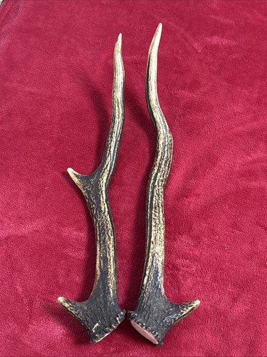 Pair red deer antlers 383g - red,