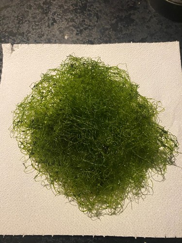 Chaetomorpha macro - chaetomorpha, (cheato)