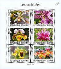 ORCHIDS / Orchid Wild Flowers