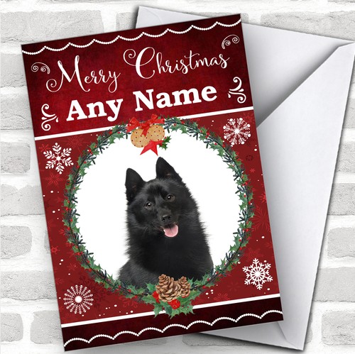 Schipperke dog traditional - dog,
